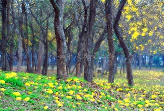 花開花落藏品圖，第1張