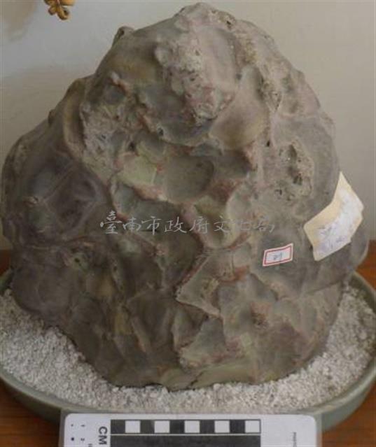 龜甲石藏品圖，第1張