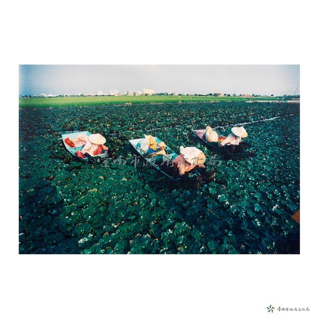 隆田南蔀/採菱曲藏品圖，第1張