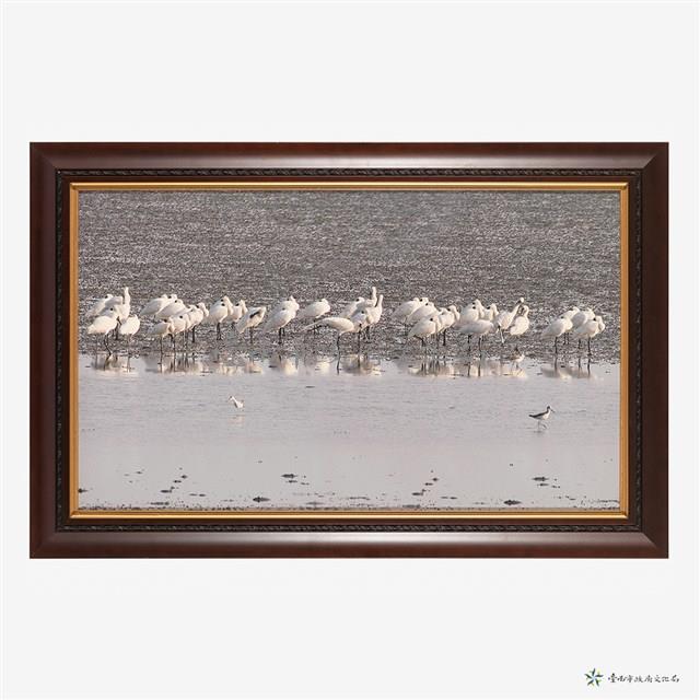 黑面琵鷺休息中藏品圖，第1張