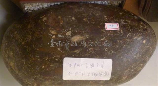 貝類化石藏品圖，第1張