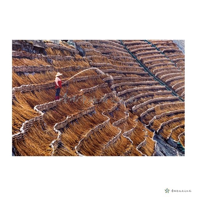 草山/線條之美藏品圖，第1張