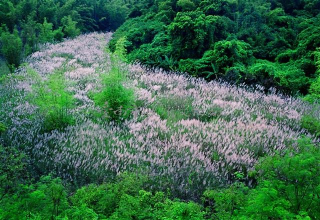 菅芒花藏品圖，第1張