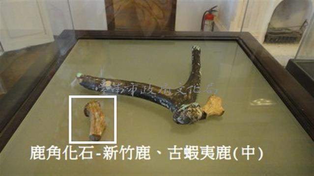 鹿角化石-新竹鹿、古蝦夷鹿(中)藏品圖，第1張