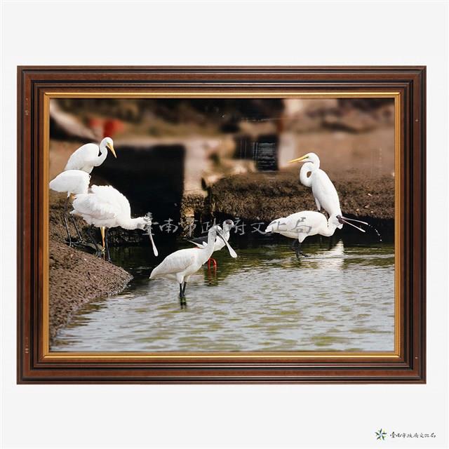 黑面琵鷺與白鷺鷥藏品圖，第1張