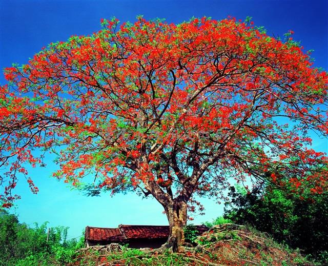鳳凰木藏品圖，第1張