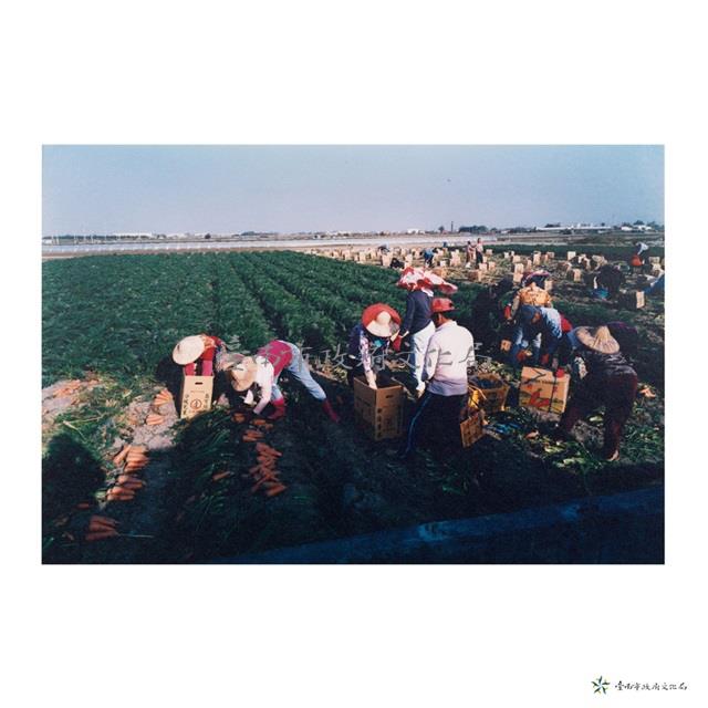 佳里鎮/豐收時節藏品圖，第1張