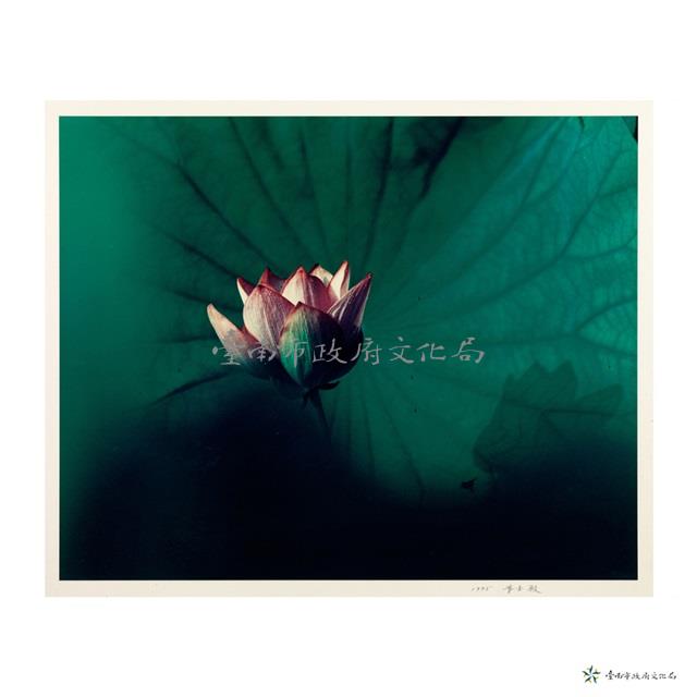 荷花藏品圖，第1張