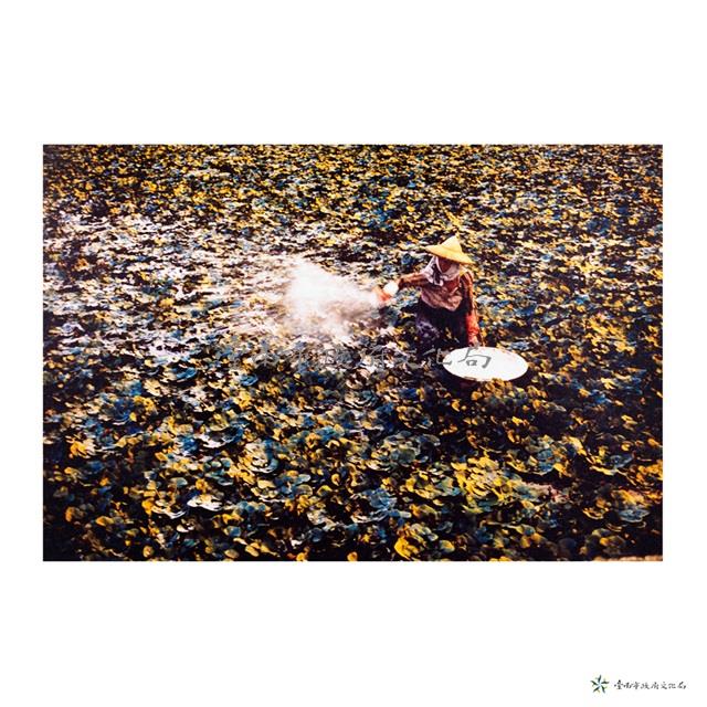 白河鎮/藕粉藏品圖，第1張