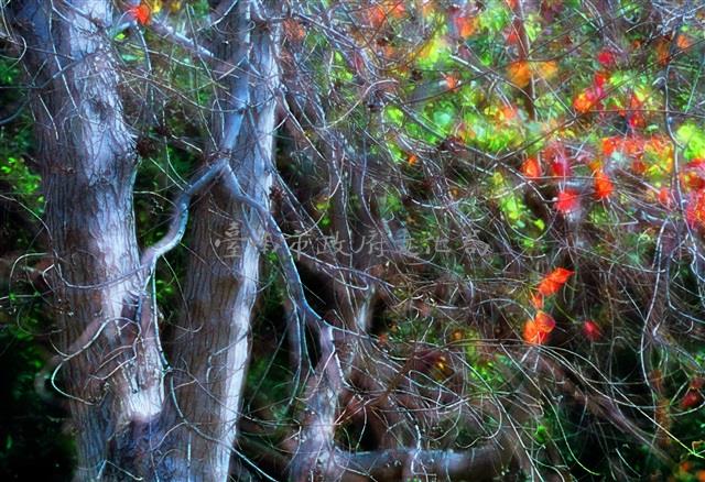 烏桕情藏品圖，第1張