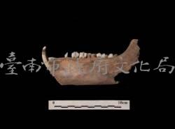 豬下顎（齒8顆）  清藏品圖，第1張