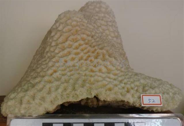 珊瑚礁岩藏品圖，第1張