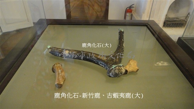 鹿角化石-新竹鹿、古蝦夷鹿(大)藏品圖，第1張