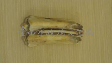 鹿齒  清藏品圖，第2張