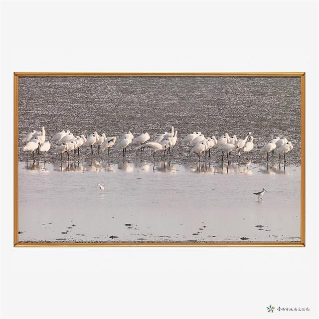 黑面琵鷺休息中藏品圖，第2張