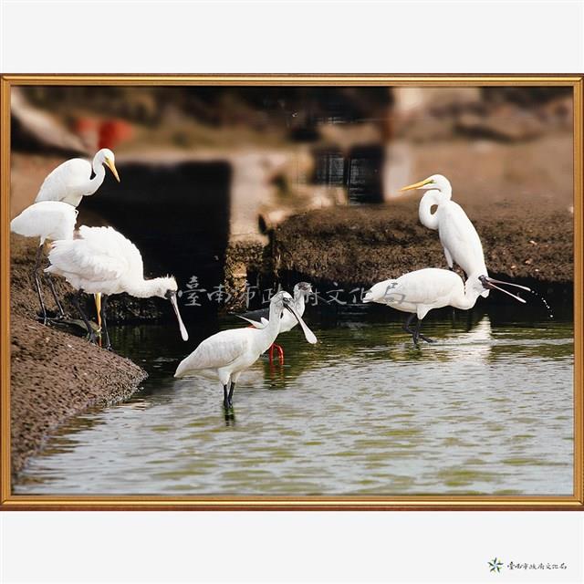 黑面琵鷺與白鷺鷥藏品圖，第2張