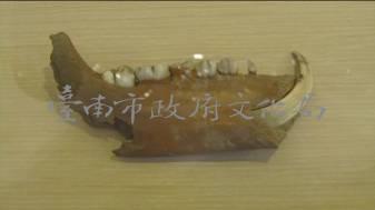 豬下顎（齒8顆）  清藏品圖，第2張