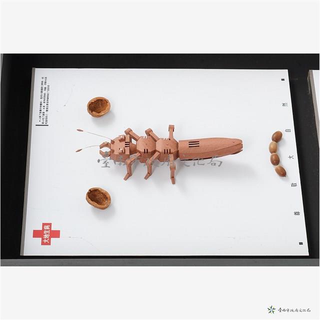 人與蟲藏品圖，第3張