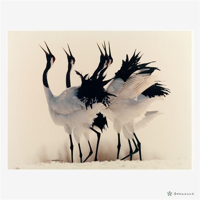 丹頂鶴(一)藏品圖，第2張