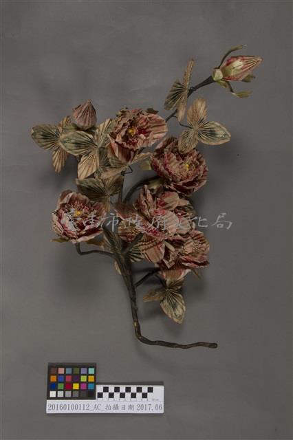銀票花(樹枝)藏品圖，第2張