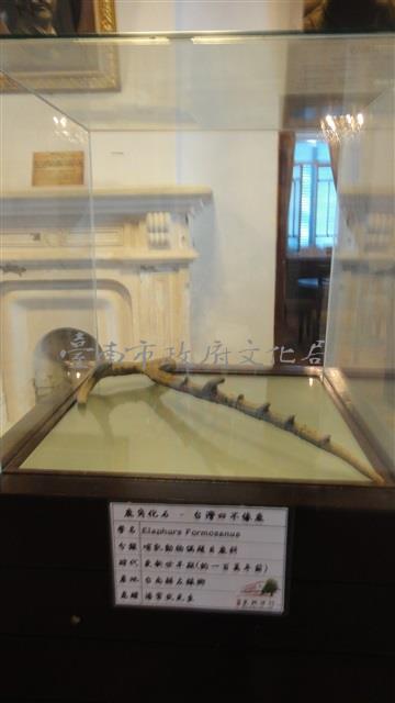 鹿角化石-臺灣四不像鹿藏品圖，第1張