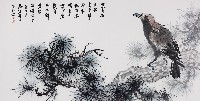 松鷹的圖片