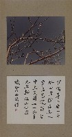 寒梅的圖片