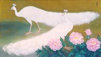 白孔雀的圖片
