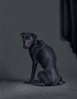 《生殤相》：2011/03/07 04:17 a.m. 台灣某公立收容所　距離安樂死執行時間：13.2小時藏品圖，第1張