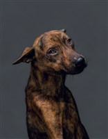 《生殤相》：2011/08/01 11:38 a.m. 台灣某公立收容所　距離安樂死執行時間：29分鐘藏品圖，第1張