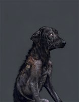 《生殤相》：2011/11/28 10:54 a.m. 台灣某公立收容所　距離安樂死執行時間：1.2小時藏品圖，第1張