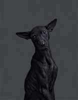 《生殤相》：2012/12/10 10:35 a.m. 台灣某公立收容所　距離安樂死執行時間：43分鐘藏品圖，第1張