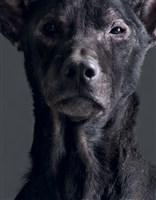 《生殤相》：2011/09/23 12:57 p.m. 台灣某公立收容所　距離安樂死執行時間：1.1小時藏品圖，第1張