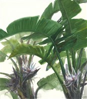 蕉情Ⅰ·白花天堂鳥的圖片