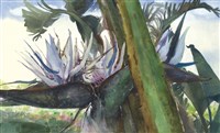蕉情Ⅲ·白花天堂鳥的圖片