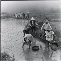 老農夫的手作藏品圖，第1張