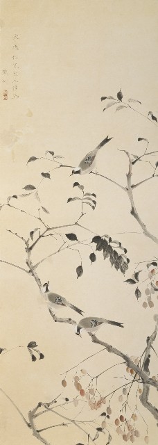苦苓與白頭翁的圖片