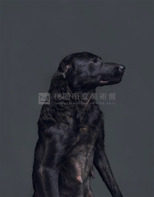 《生殤相》：2011/06/13 11:44 a.m. 台灣某公立收容所　距離安樂死執行時間：40分鐘藏品圖，第1張