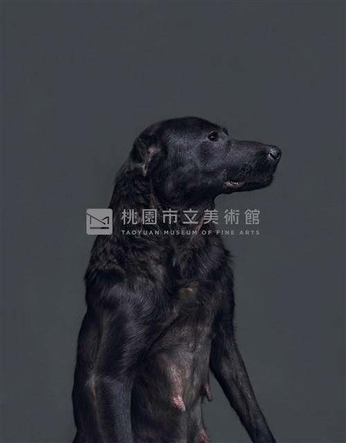 《生殤相》：2011/06/13 11:44 a.m. 台灣某公立收容所　距離安樂死執行時間：40分鐘藏品圖，第1張