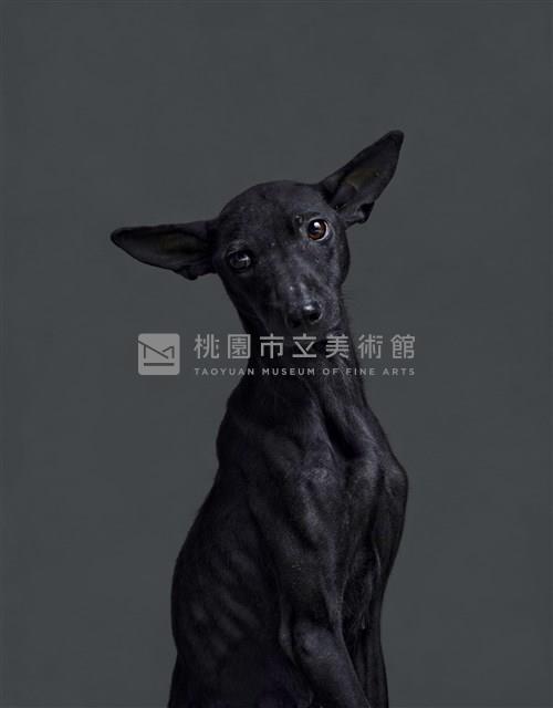 《生殤相》：2012/12/10 10:35 a.m. 台灣某公立收容所　距離安樂死執行時間：43分鐘藏品圖，第1張