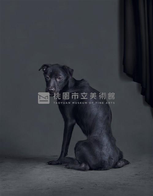 《生殤相》：2011/03/07 04:17 a.m. 台灣某公立收容所　距離安樂死執行時間：13.2小時藏品圖，第1張