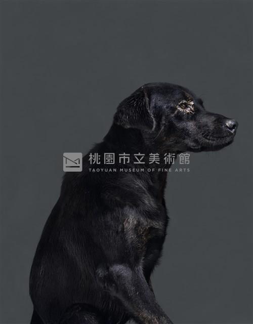 《生殤相》：2011/09/23 10:00 a.m. 台灣某公立收容所　距離安樂死執行時間：1.4小時藏品圖，第1張