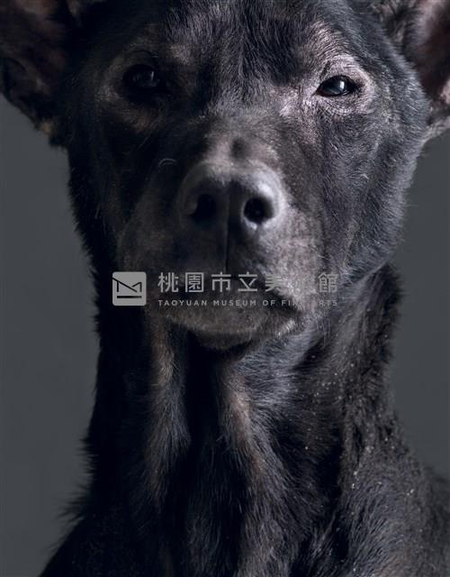 《生殤相》：2011/09/23 12:57 p.m. 台灣某公立收容所　距離安樂死執行時間：1.1小時藏品圖，第1張