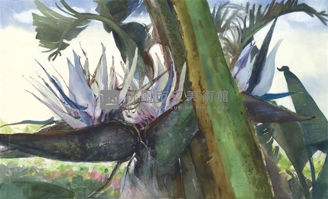 蕉情Ⅲ·白花天堂鳥藏品圖，第1張