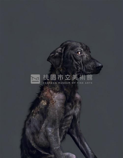 《生殤相》：2011/11/28 10:54 a.m. 台灣某公立收容所　距離安樂死執行時間：1.2小時藏品圖，第1張