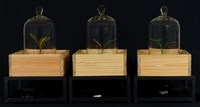 綠體記憶術藏品圖，第1張