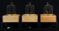 綠體記憶術藏品圖，第4張