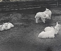 三對藏品圖，第1張