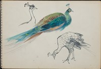 孔雀藏品圖，第1張