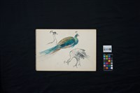 孔雀藏品圖，第2張